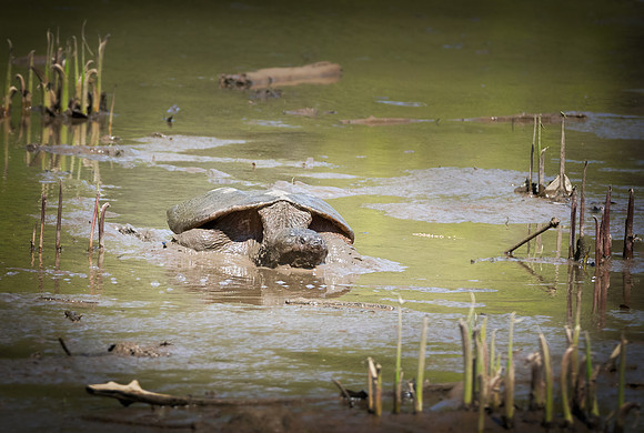 Common snapping turtle