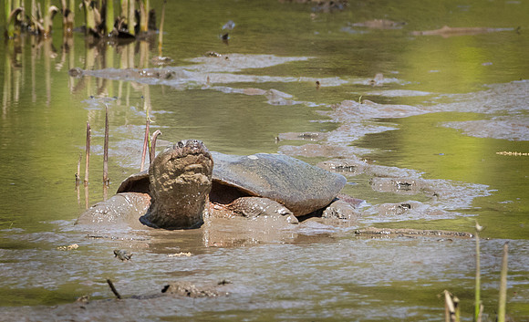 Common snapping turtle