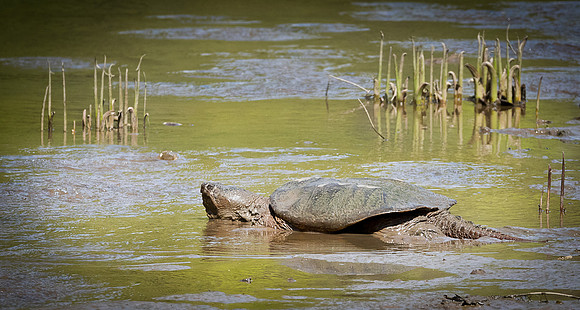 Common snapping turtle