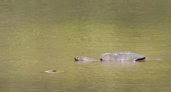 Common snapping turtle