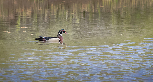Wood Duck