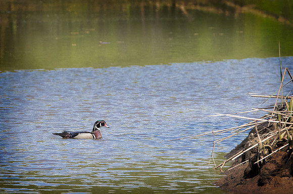 Wood Duck