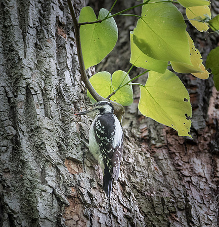 Downy Woodpecker