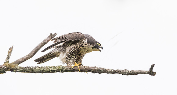 Red-tailed Hawk